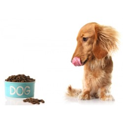 Choosing Healthy Foods For Your Dog